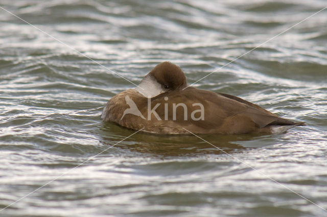 Red-crested Pochard (Netta rufina)