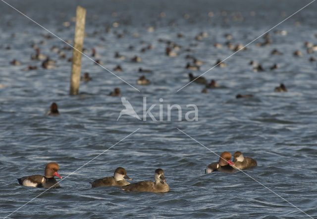 Red-crested Pochard (Netta rufina)