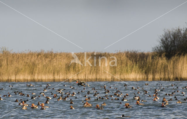 Red-crested Pochard (Netta rufina)