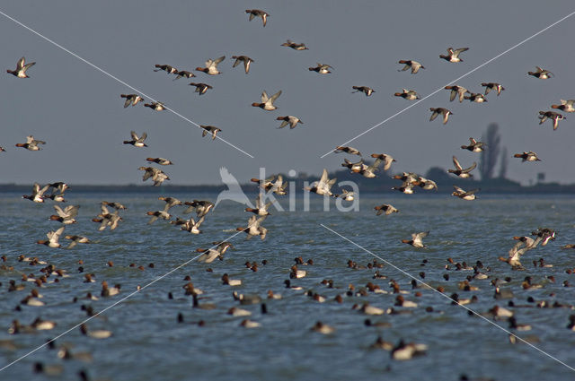 Red-crested Pochard (Netta rufina)