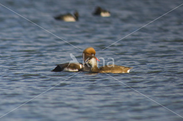 Red-crested Pochard (Netta rufina)