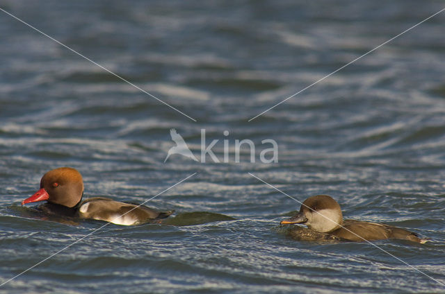 Red-crested Pochard (Netta rufina)