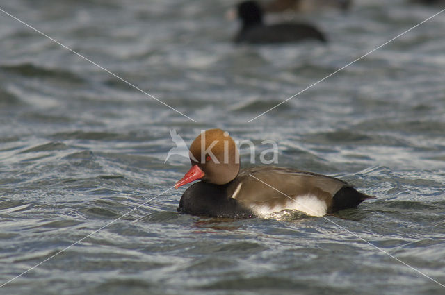 Red-crested Pochard (Netta rufina)