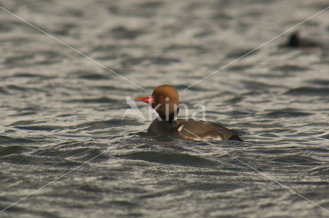 Red-crested Pochard (Netta rufina)