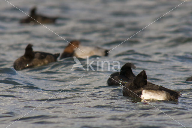 Tufted Duck (Aythya fuligula)