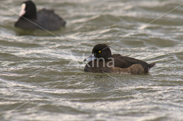 Tufted Duck (Aythya fuligula)