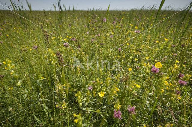 Lage land van Texel