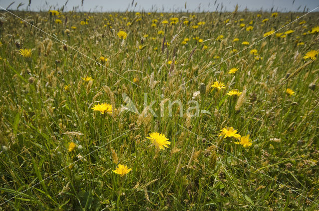 Lage land van Texel