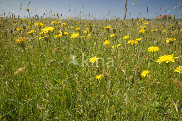 Lage land van Texel