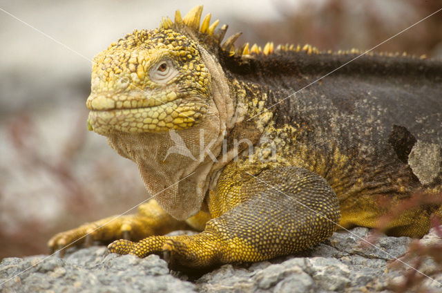 land iguana (Conolophus subcristatus)