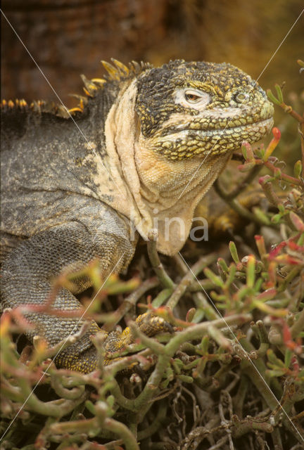 land iguana (Conolophus subcristatus)