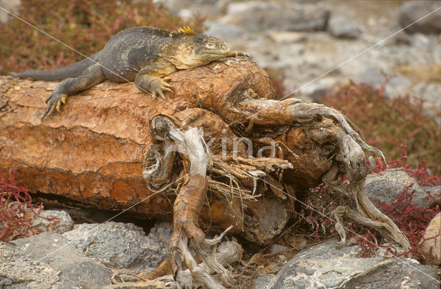 Landleguaan (Conolophus subcristatus)