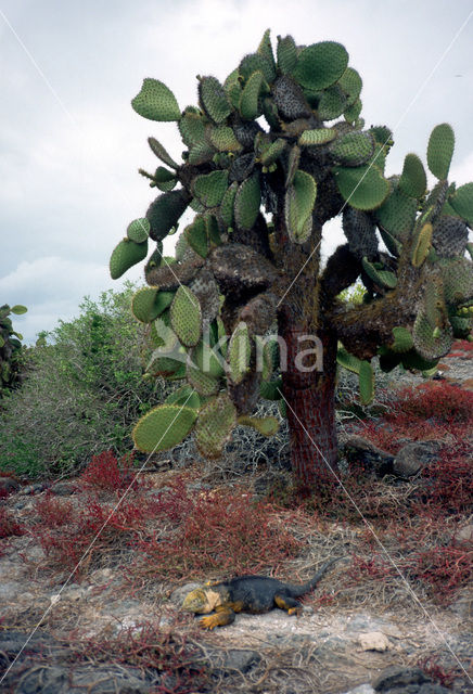 Landleguaan (Conolophus subcristatus)