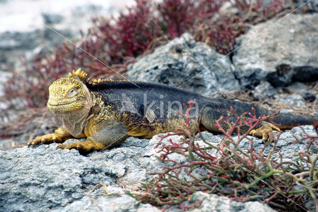 Landleguaan (Conolophus subcristatus)