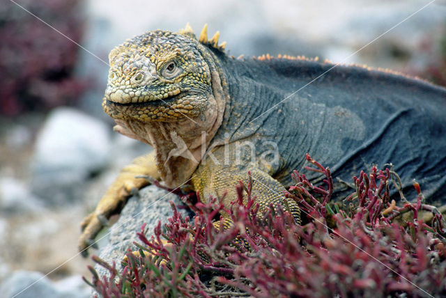 Landleguaan (Conolophus subcristatus)