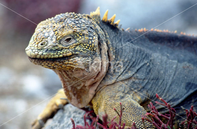 land iguana (Conolophus subcristatus)