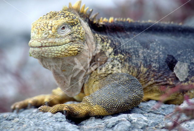 land iguana (Conolophus subcristatus)