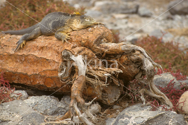 Landleguaan (Conolophus subcristatus)