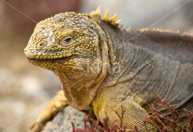 land iguana (Conolophus subcristatus)