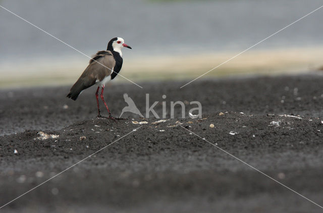 Langteenkievit (Vanellus crassirostris)