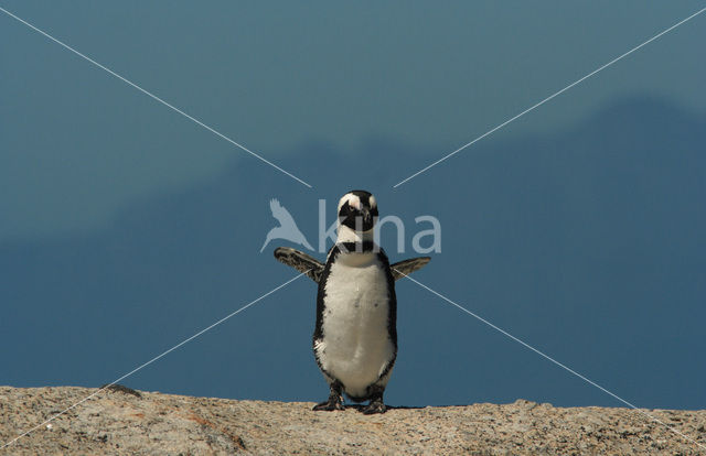 Magellanic penguin (Spheniscus magellanicus)