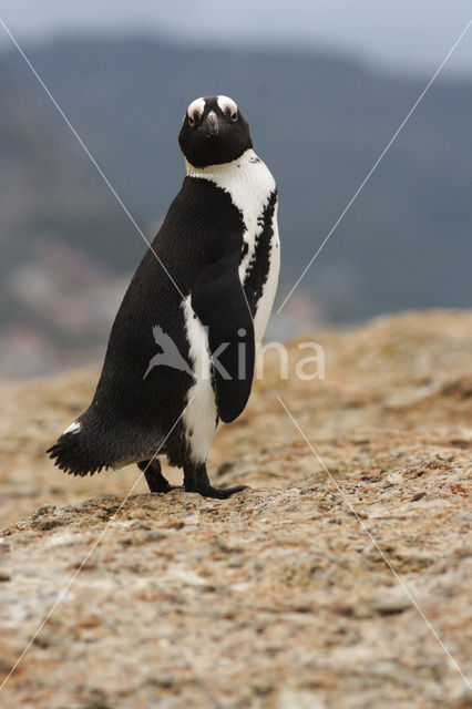 Magellanic penguin (Spheniscus magellanicus)