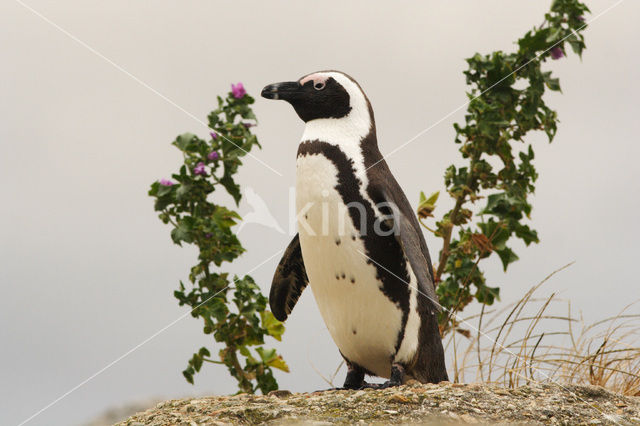 Magelhaenpinguin (Spheniscus magellanicus)