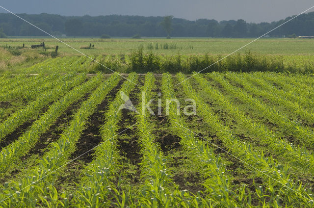 Maize