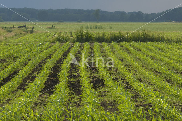 Mais (Zea mays)