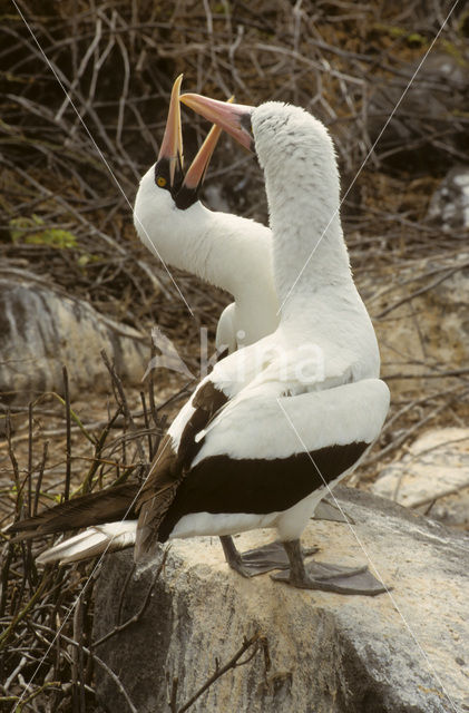 Maskergent (Sula dactylatra)