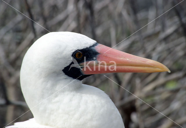 Masked booby (Sula dactylatra)