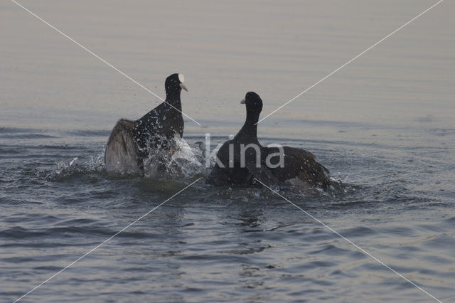 Common Coot (Fulica atra)