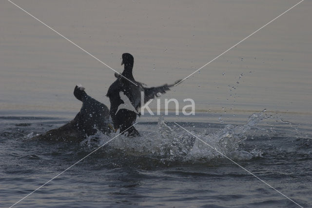 Common Coot (Fulica atra)