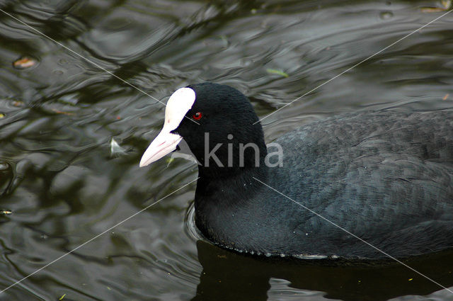 Common Coot (Fulica atra)