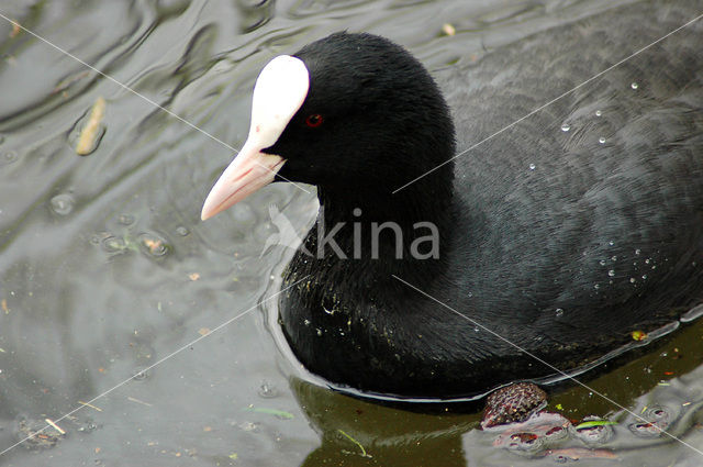 Common Coot (Fulica atra)