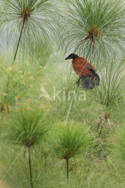 Blue-headed Coucal (Centropus monachus)