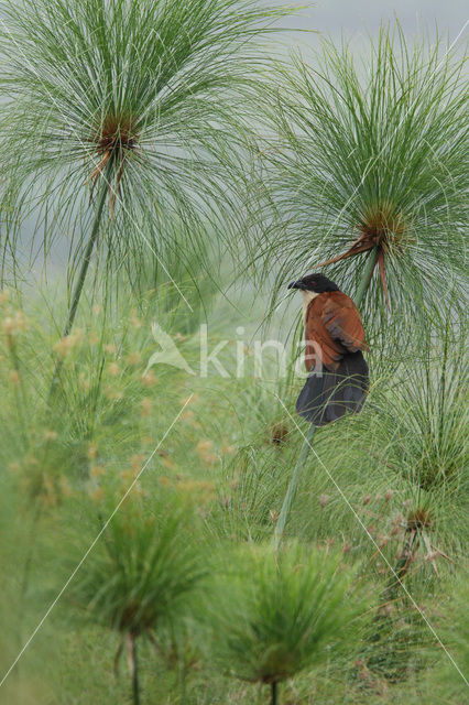Blue-headed Coucal (Centropus monachus)