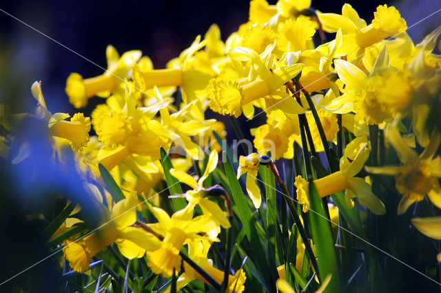 daffodil (Narcissus spec.)