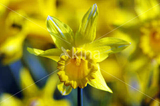 daffodil (Narcissus spec.)