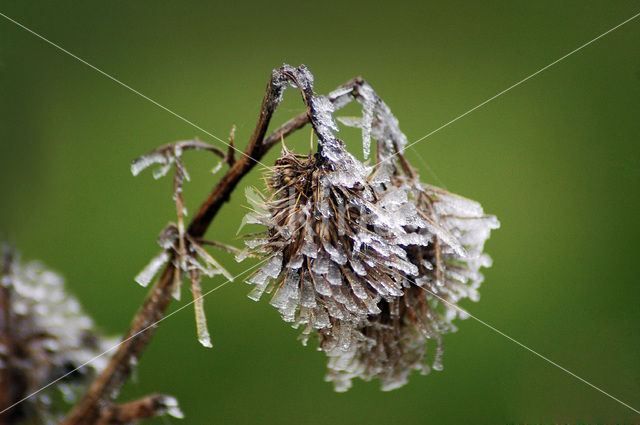 National Park de Biesbosch