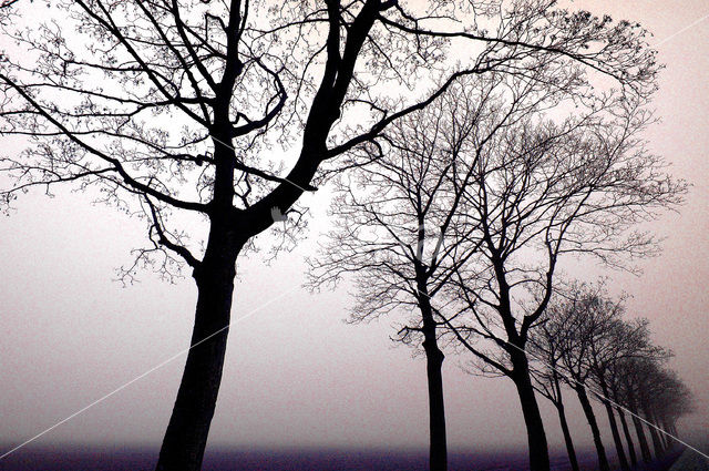 National Park de Biesbosch