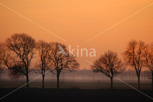 National Park de Biesbosch