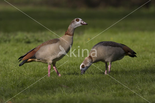 Nijlgans (Alopochen aegyptiaca)