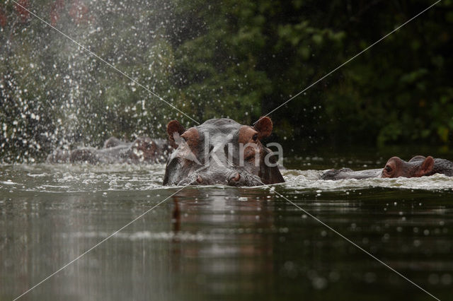 Nijlpaard (Hippopotamus amphibius)