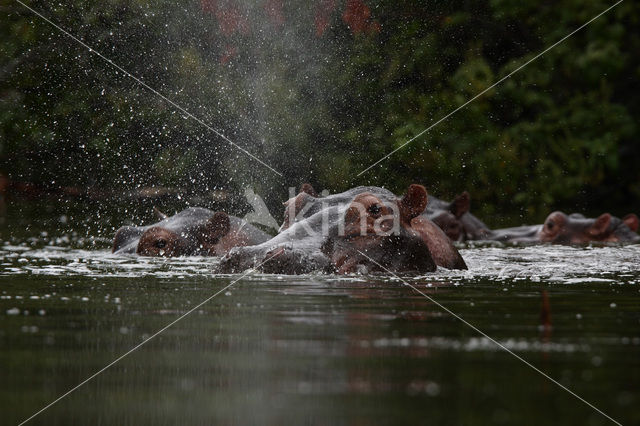 Nijlpaard (Hippopotamus amphibius)