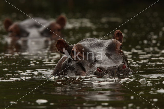 Hippopotamus (Hippopotamus amphibius)