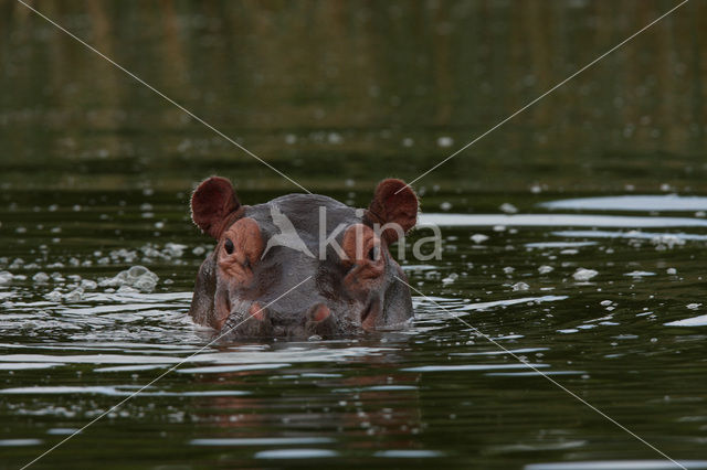 Nijlpaard (Hippopotamus amphibius)