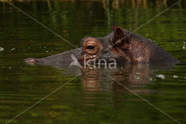 Nijlpaard (Hippopotamus amphibius)