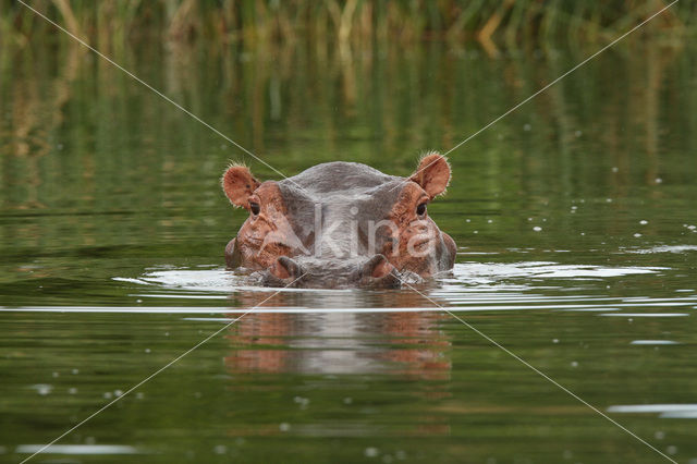 Nijlpaard (Hippopotamus amphibius)