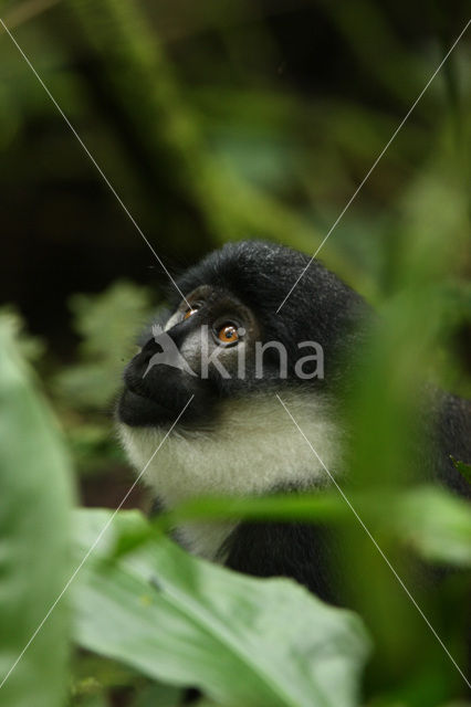 Guereza (Colobus guereza)